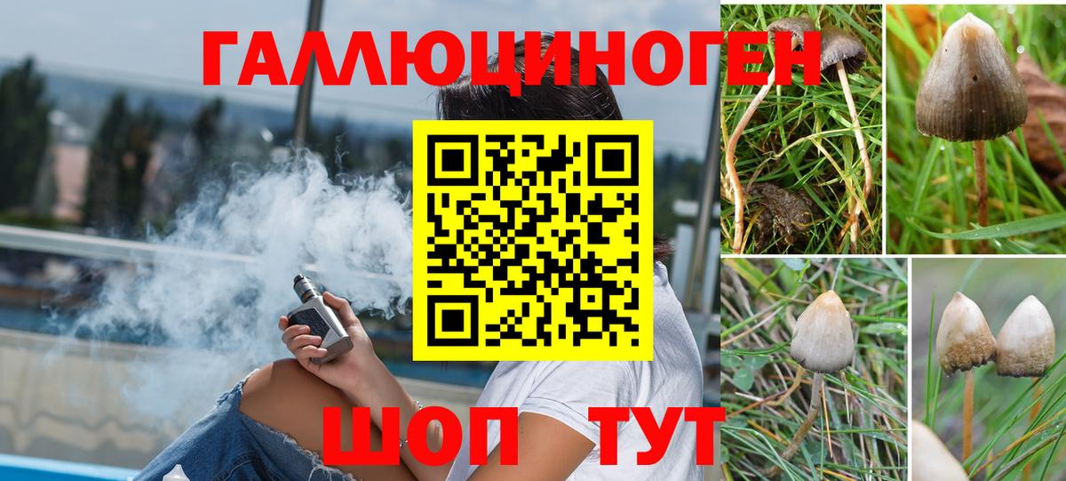 Богданович  Псилоцибиновые грибы Cubensis  Вход с VPN  Псилоцибиновые грибы Psilocybine cubensis 